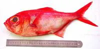 Splendid alfonsino (Beryx splendens)