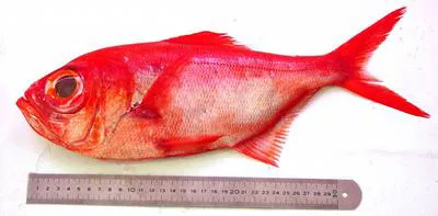 Splendid alfonsino (Beryx splendens)