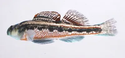 Splendid darter (Etheostoma barrenense)