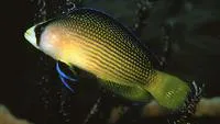 Splendid dottyback (Manonichthys splendens)