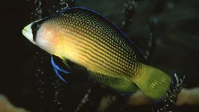 Splendid dottyback (Manonichthys splendens)