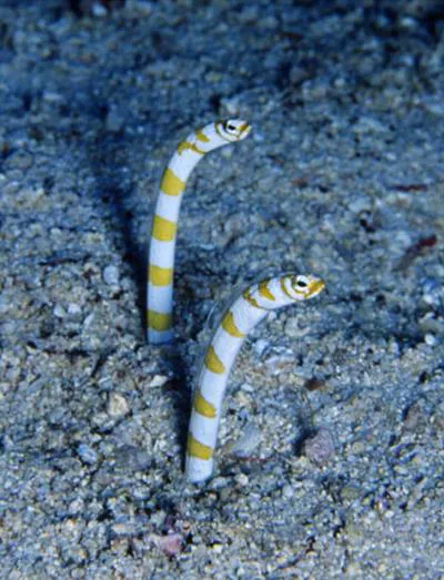 Splendid garden eel (Gorgasia preclara)
