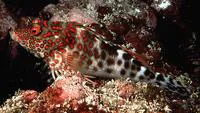 Splendid hawkfish (Notocirrhitus splendens)