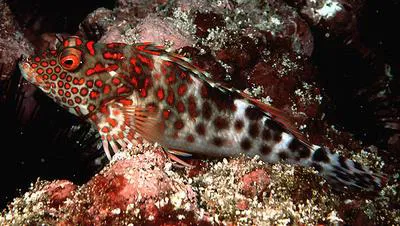 Splendid hawkfish (Notocirrhitus splendens)