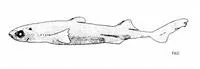 Splendid lanternshark (Etmopterus splendidus)