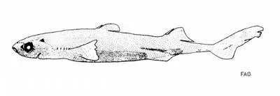 Splendid lanternshark (Etmopterus splendidus)