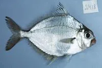 Splendid ponyfish (Eubleekeria splendens)