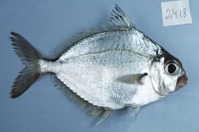 Splendid ponyfish (Eubleekeria splendens)