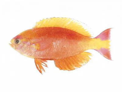 Splendid sea perch (Callanthias allporti)