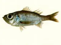 Splendid seabass (Malakichthys elegans)