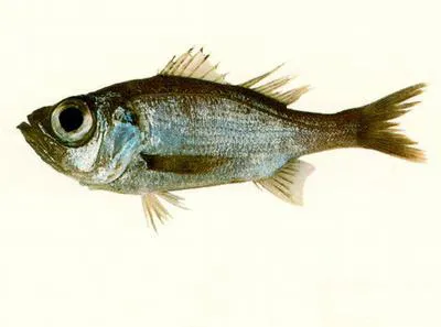 Splendid seabass (Malakichthys elegans)