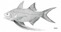 Splendid threadfin (Filimanus perplexa)