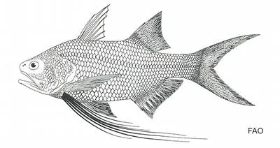 Splendid threadfin (Filimanus perplexa)