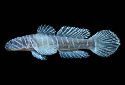 Splitbanded goby (Gymneleotris seminuda)