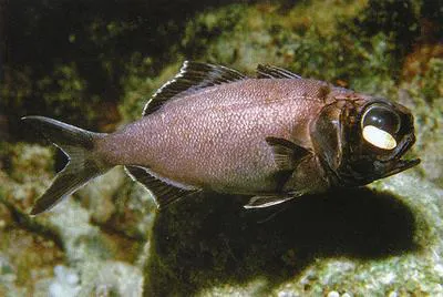 Splitfin flashlightfish (Anomalops katoptron)