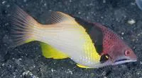 Splitlevel hogfish (Bodianus mesothorax)