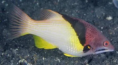 Splitlevel hogfish (Bodianus mesothorax)