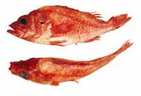 Splitnose rockfish (Sebastes diploproa)