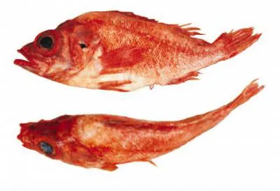 Splitnose rockfish (Sebastes diploproa)