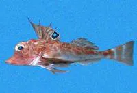 Splitnose searobin (Bellator xenisma)
