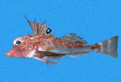 Splitnose searobin (Bellator xenisma)