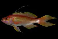 Splittail bass (Hemanthias peruanus)