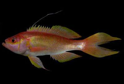Splittail bass (Hemanthias peruanus)