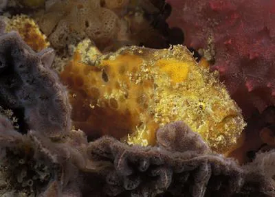 Sponge anglerfish (Echinophryne reynoldsi)