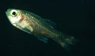 Sponge cardinalfish (Phaeoptyx xenus)