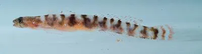 Sponge goby (Evermannichthys metzelaari)