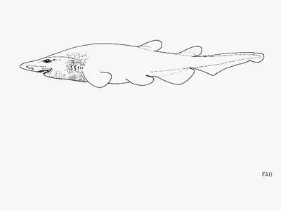 Spongehead catshark (Apristurus spongiceps)
