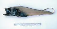 Spongy rat tail (Bathygadus spongiceps)