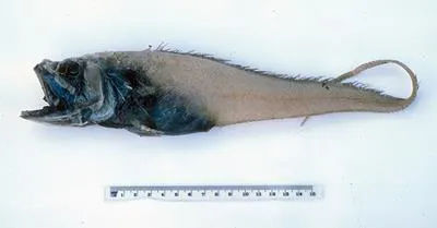 Spongy rat tail (Bathygadus spongiceps)