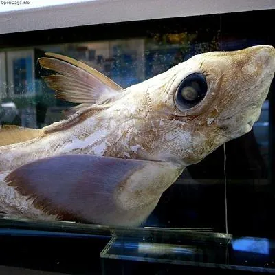Spookfish (Hydrolagus mitsukurii)