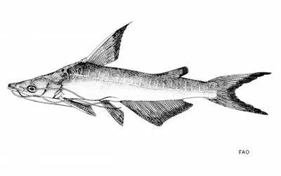 Spoon-snouted catfish (Nedystoma novaeguineae)