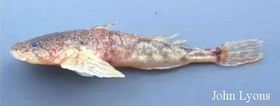 Spoonhead sculpin (Cottus ricei)