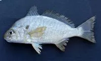 Spot croaker (Leiostomus xanthurus)