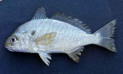 Spot croaker (Leiostomus xanthurus)