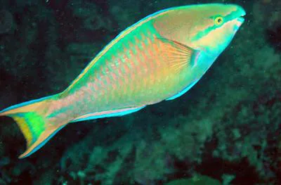Spot fin parrotfish (Scarus maculipinna)