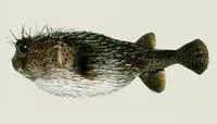 Spot-fin porcupinefish (Diodon hystrix)