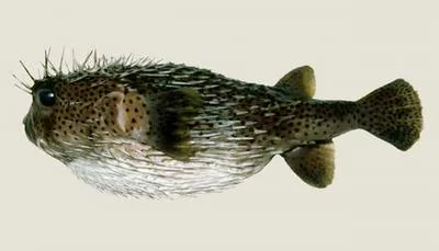 Spot-fin porcupinefish (Diodon hystrix)