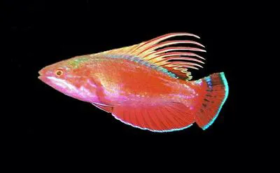 Spot-lined flasher (Paracheilinus lineopunctatus)