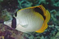 Spot-nape butterflyfish (Chaetodon oxycephalus)