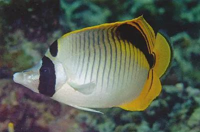 Spot-nape butterflyfish (Chaetodon oxycephalus)