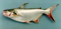 Spot pangasius (Pangasius larnaudii)