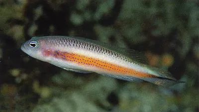 Spot-stripe dottyback (Pseudochromis tonozukai)