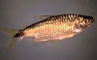 Spot-tail (Brycinus imberi)