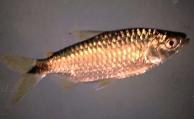 Spot-tail (Brycinus imberi)