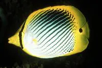 Spot-tail butterflyfish (Chaetodon ocellicaudus)