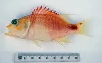 Spot-tail perchlet (Plectranthias maculicauda)